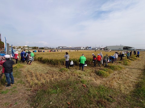 玉村町農業体験クラブ主催の稲刈り体験を視察（上福島地内体験圃場２