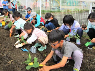野菜の苗植え