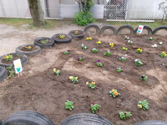 昨年度、秋に植えた時の花壇の様子①