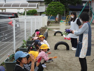 野菜の苗は優しく持ちます。