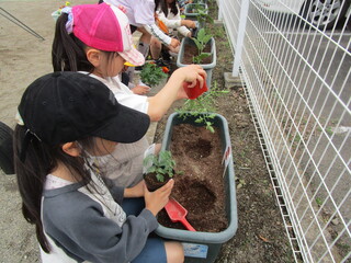 野菜の苗を植えているところ