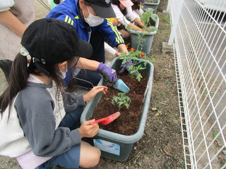 苗を植えているところ