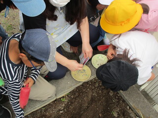 花の種をまきました
