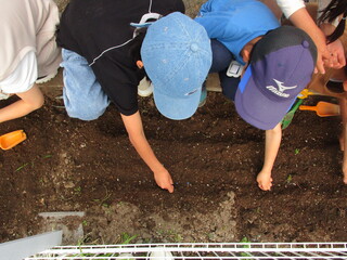 花の種をまきました