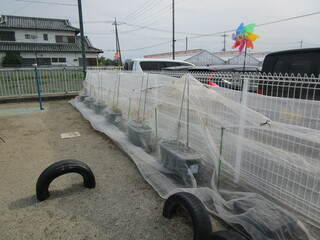 花壇が野菜と花でいっぱいです。