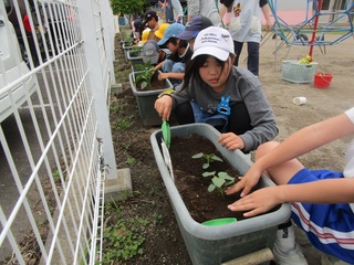苗を植えているところ