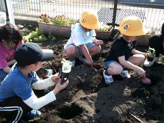 野菜の苗を畑に植えているところ