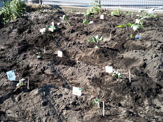 上手に畑に野菜の苗を植えることができました