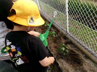 苗植えをしているところ