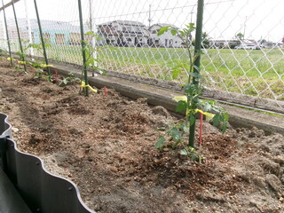 野菜の苗植えができました！