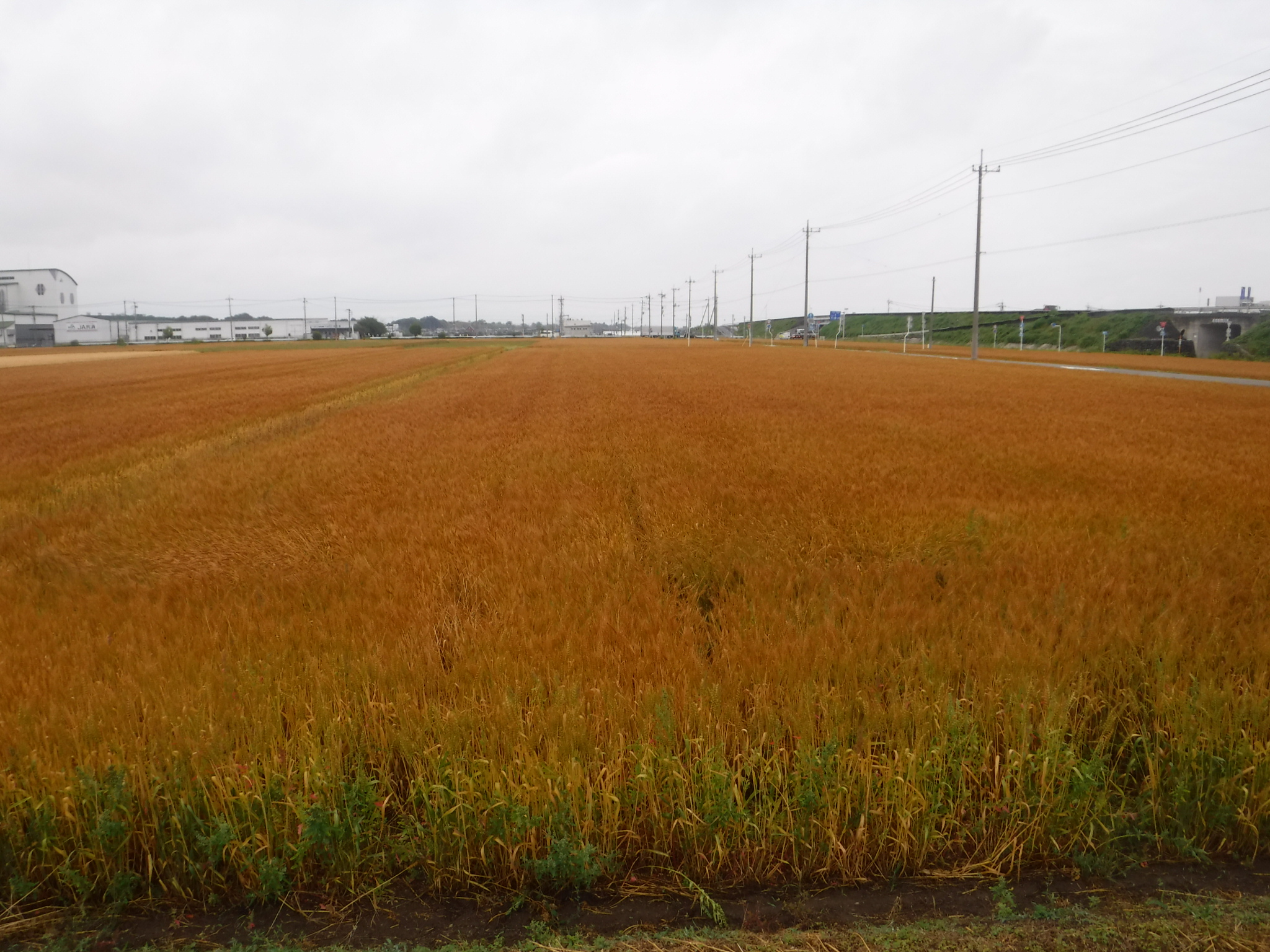 R8.5.21小麦 R8.5.21小麦