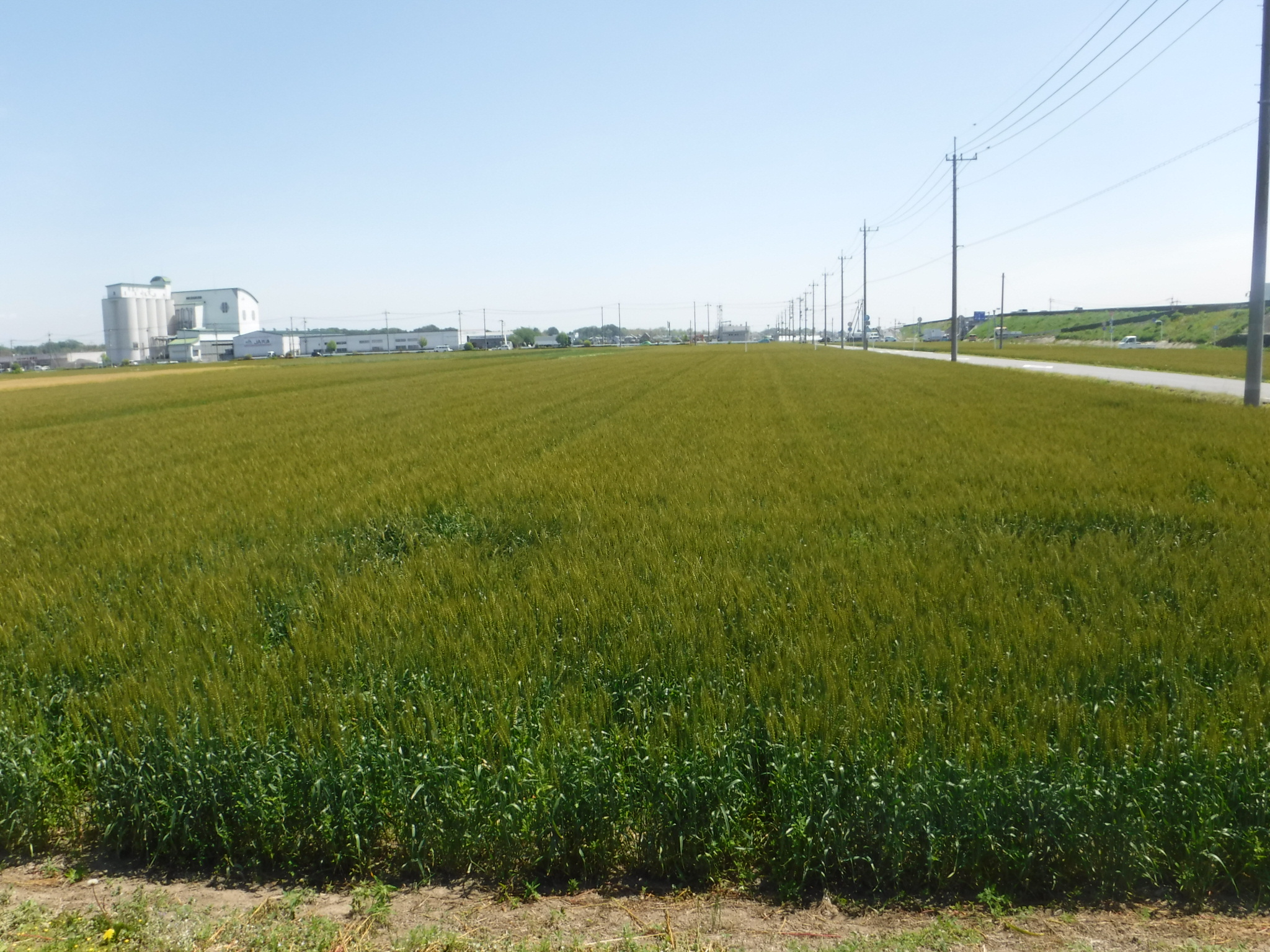 R8.5.7小麦