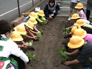 苗植え(2列で)